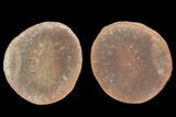 Rhaphidiophorus Fossil Worm (Pos/Neg) - Mazon Creek #101545-1